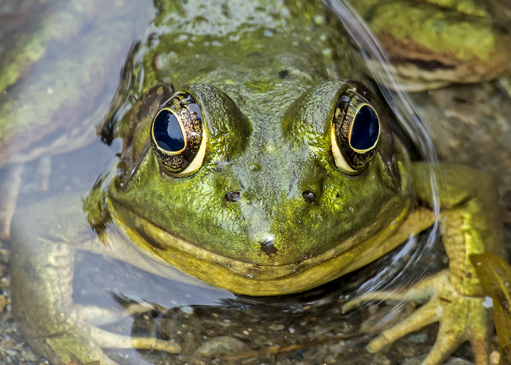 Macro photography