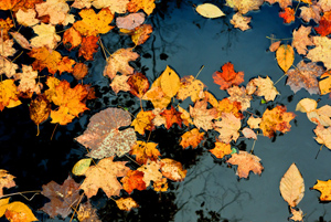 New England autumn photos