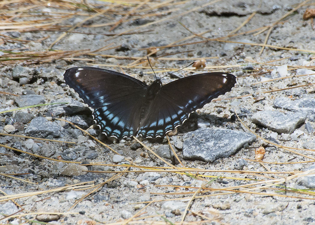 New England Flying Insects
