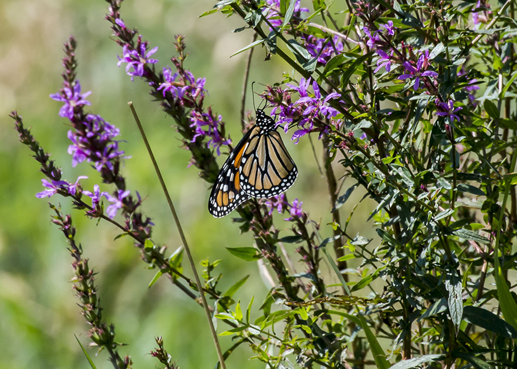 New England Flying Insects