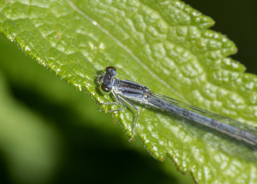 Damselflies Of New England