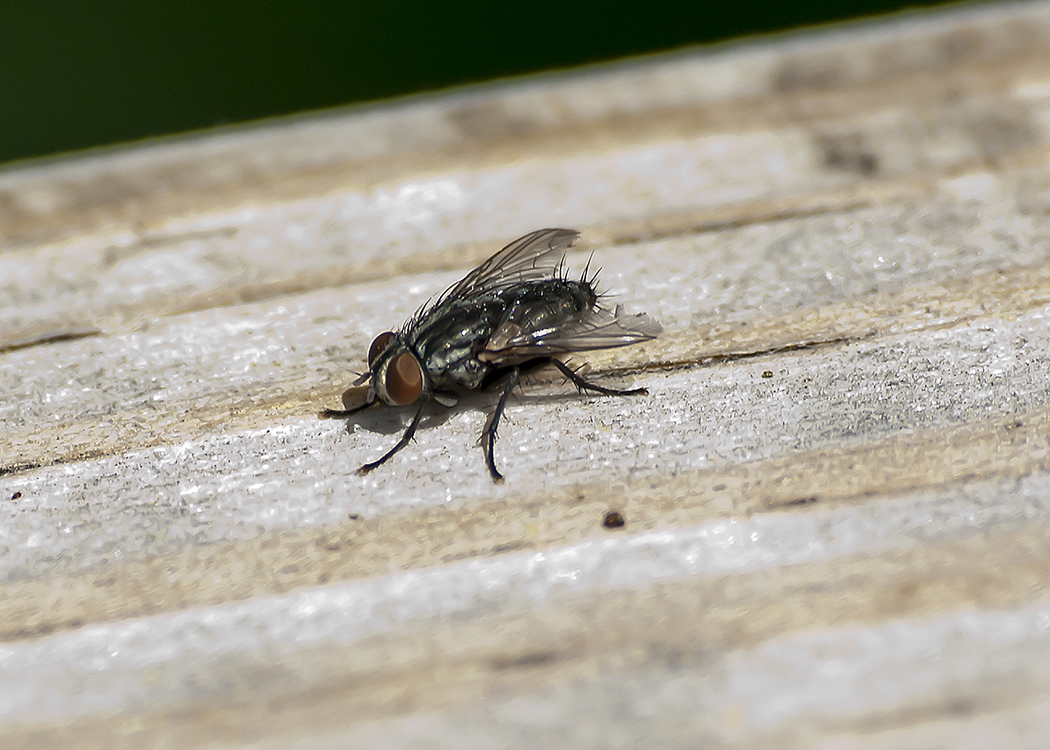 New England Flying Insects