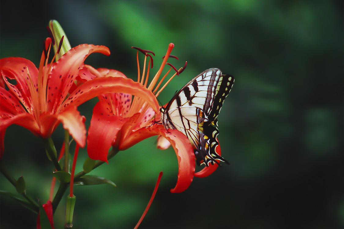 New England Flying Insects