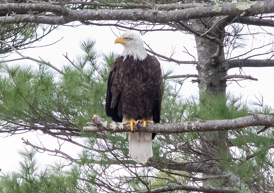 Birds of North America Photos