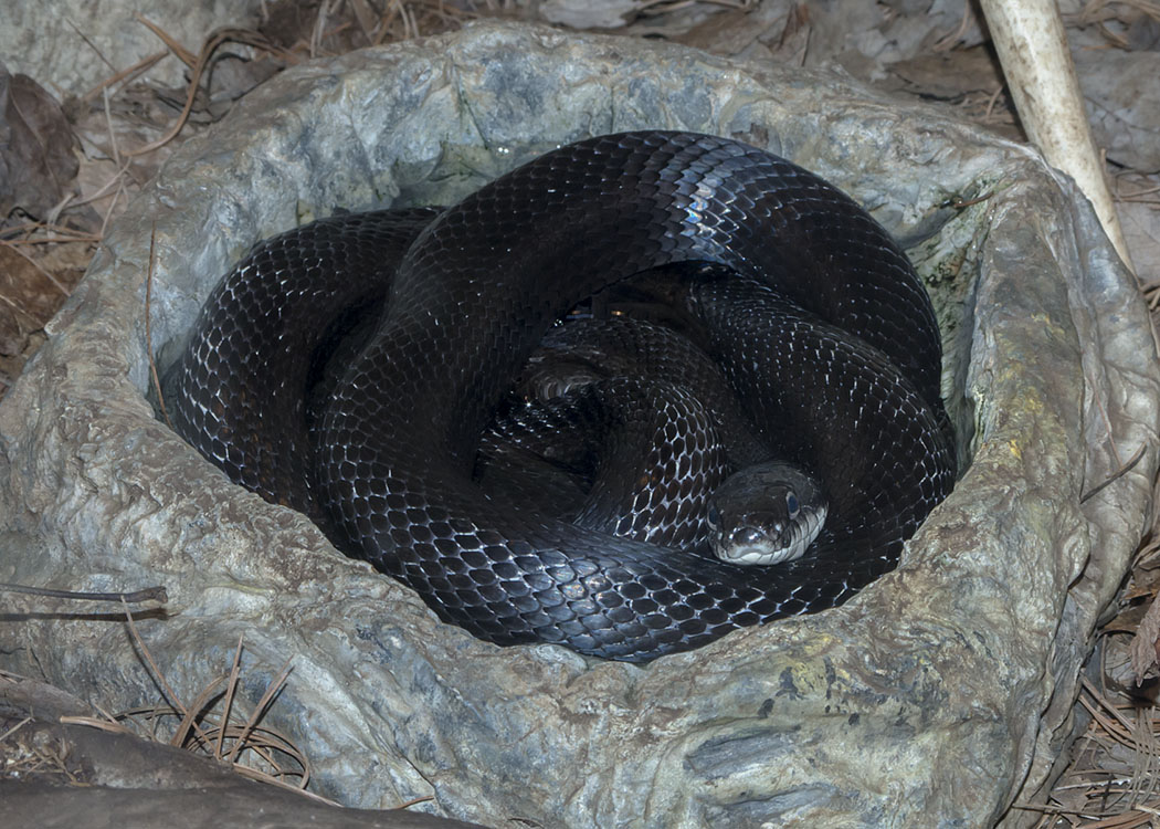 New England reptiles and amphibians