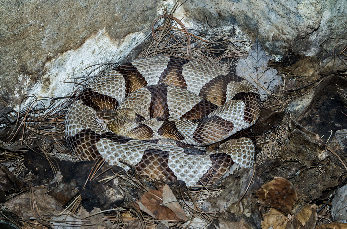 New England reptiles and amphibians