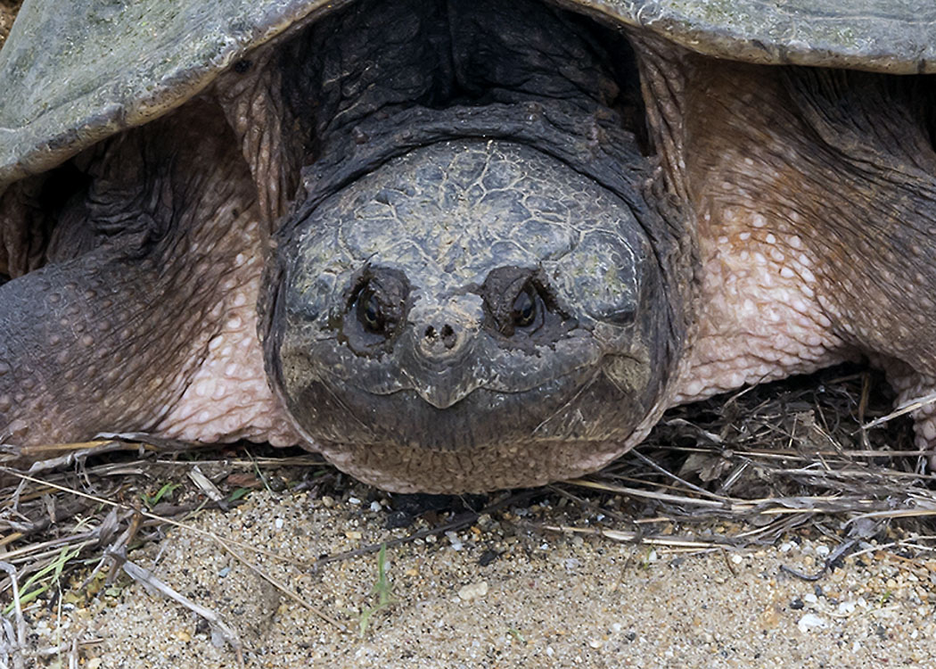 New England reptiles and amphibians