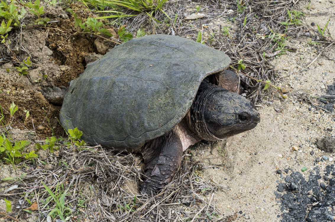 New England reptiles and amphibians