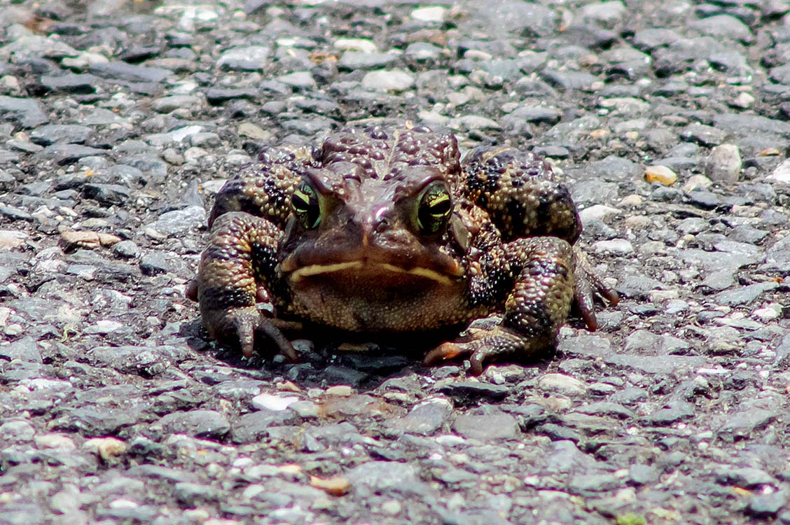 New England reptiles and amphibians