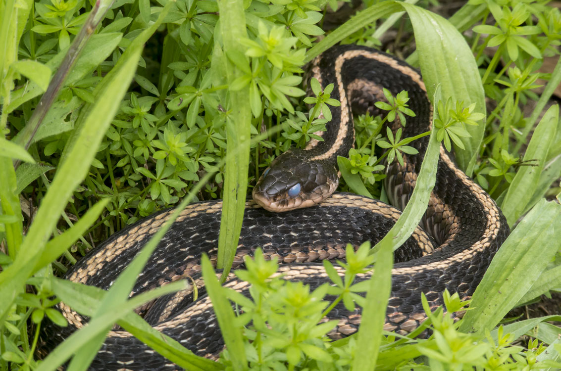 New England reptiles and amphibians