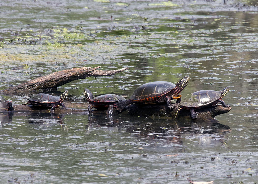 New England reptiles and amphibians