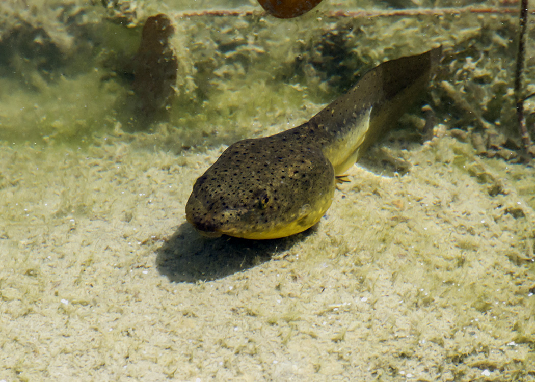 New England reptiles and amphibians