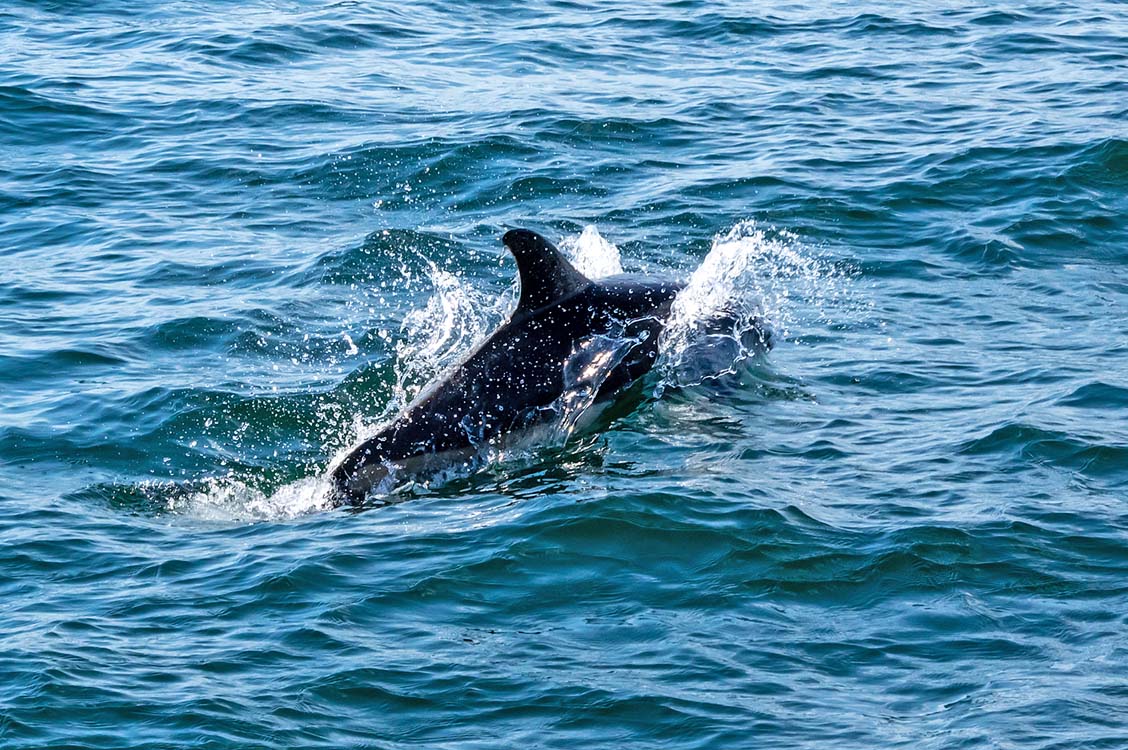 New England Marine Life