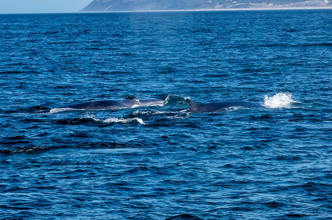 New England Marine Life