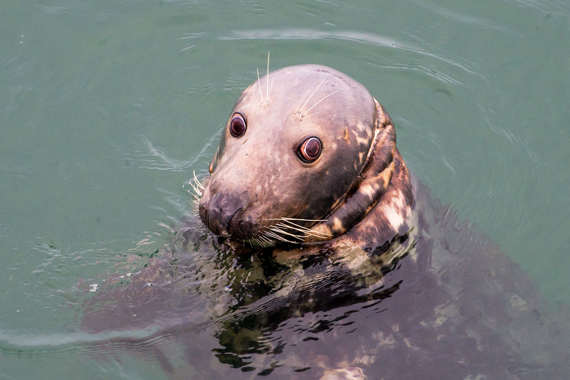 New England Marine Life