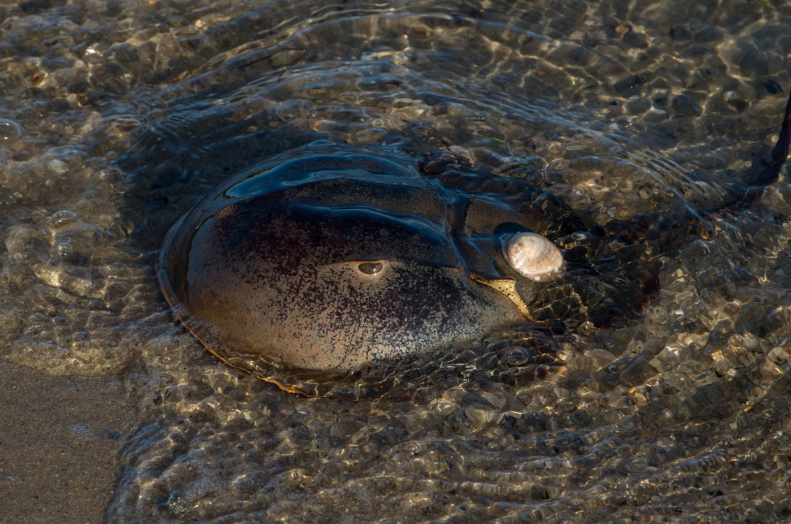 New England Marine Life