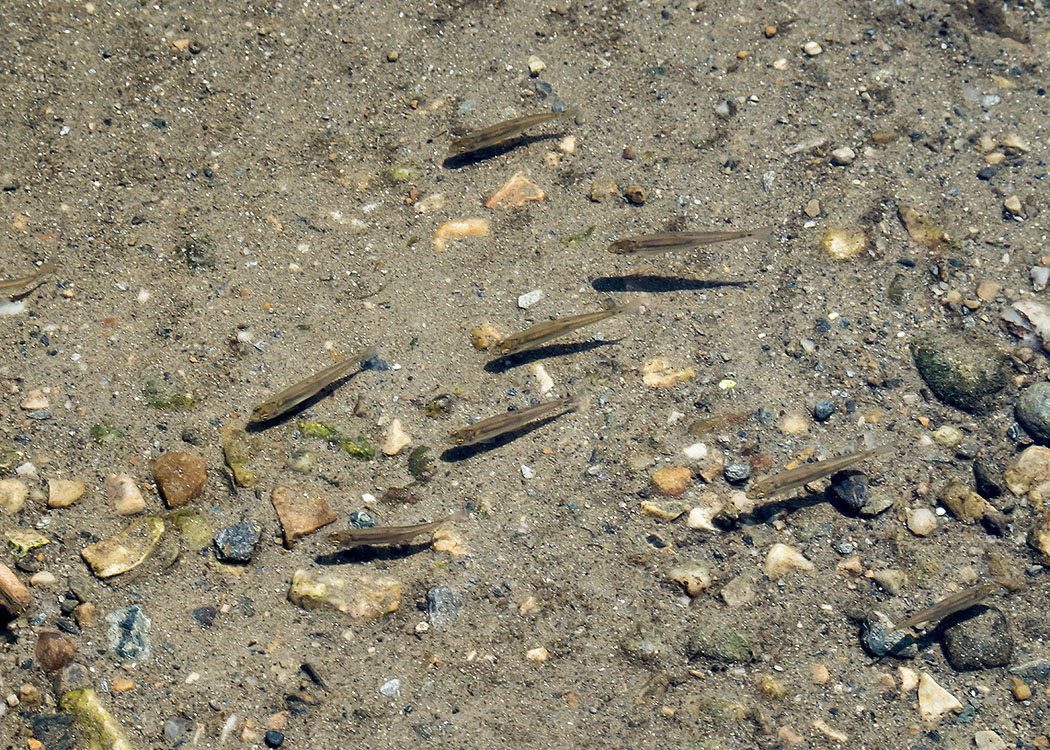 New England Marine Life