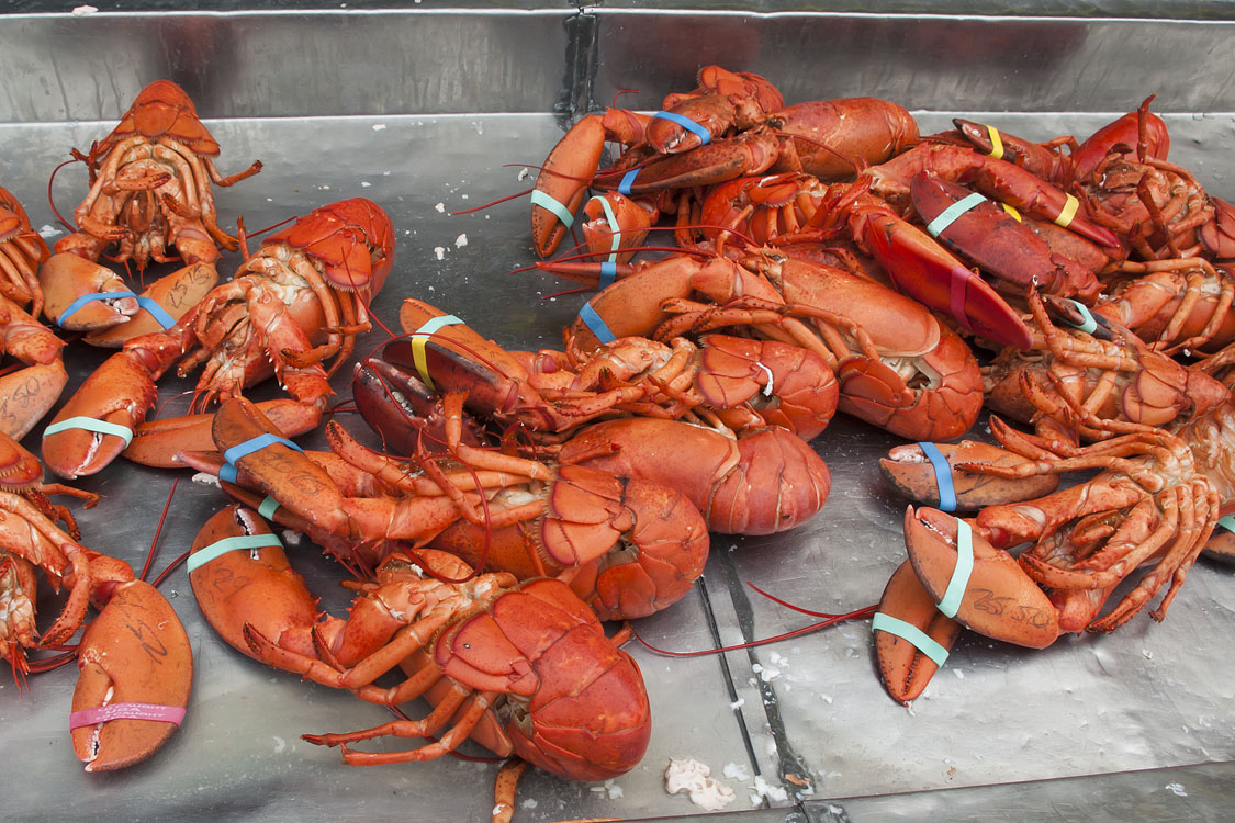 New England Marine Life