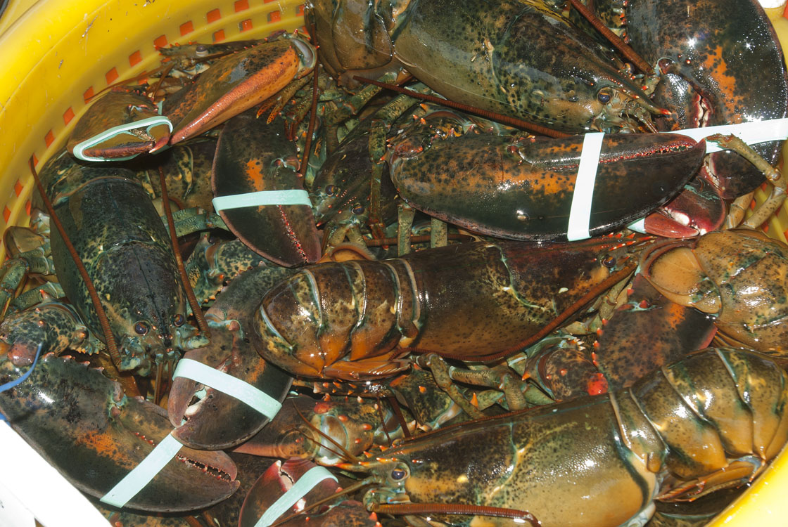 New England Marine Life