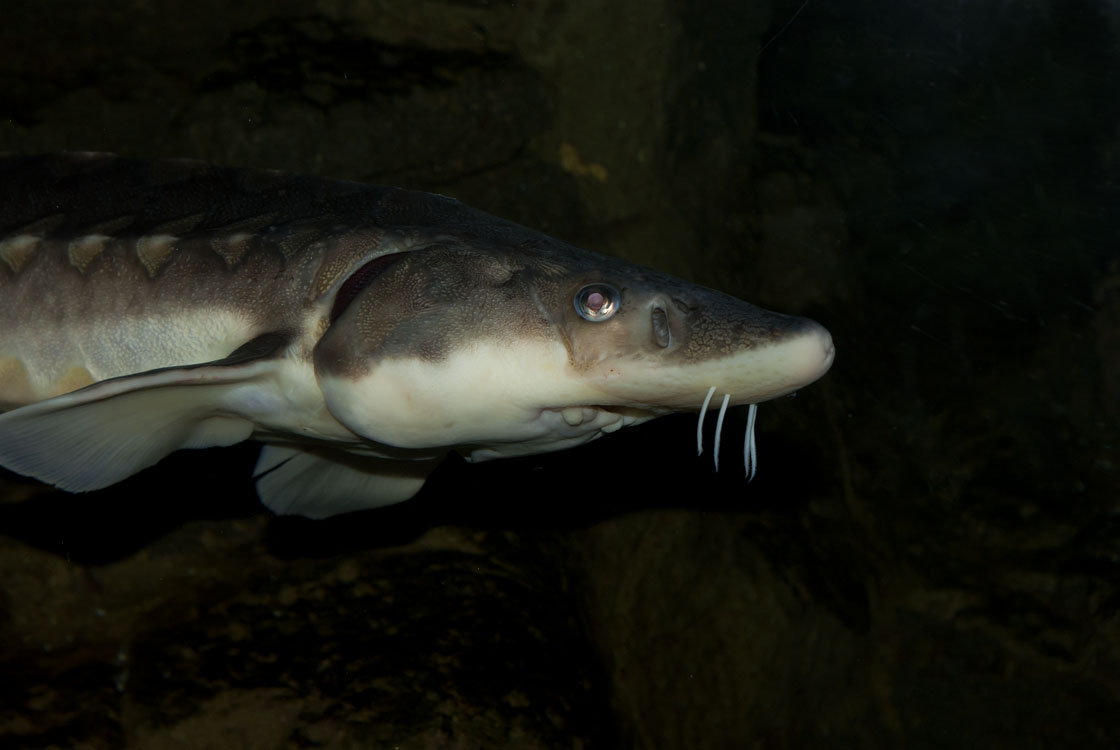 New England Marine Life