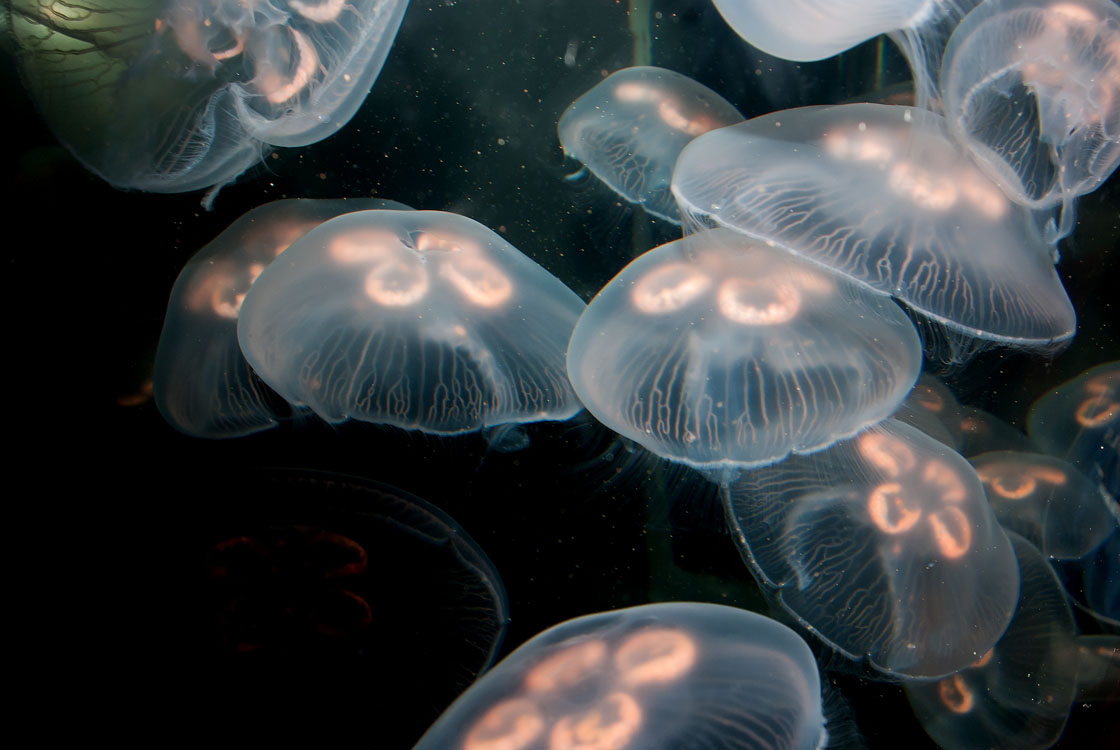 New England Marine Life