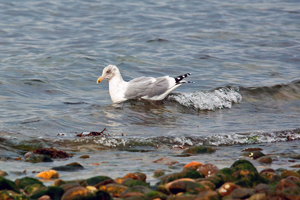 seagull Photos