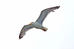 seagull Photos
