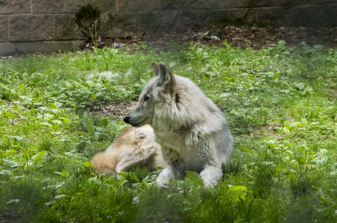 Non New England Animals