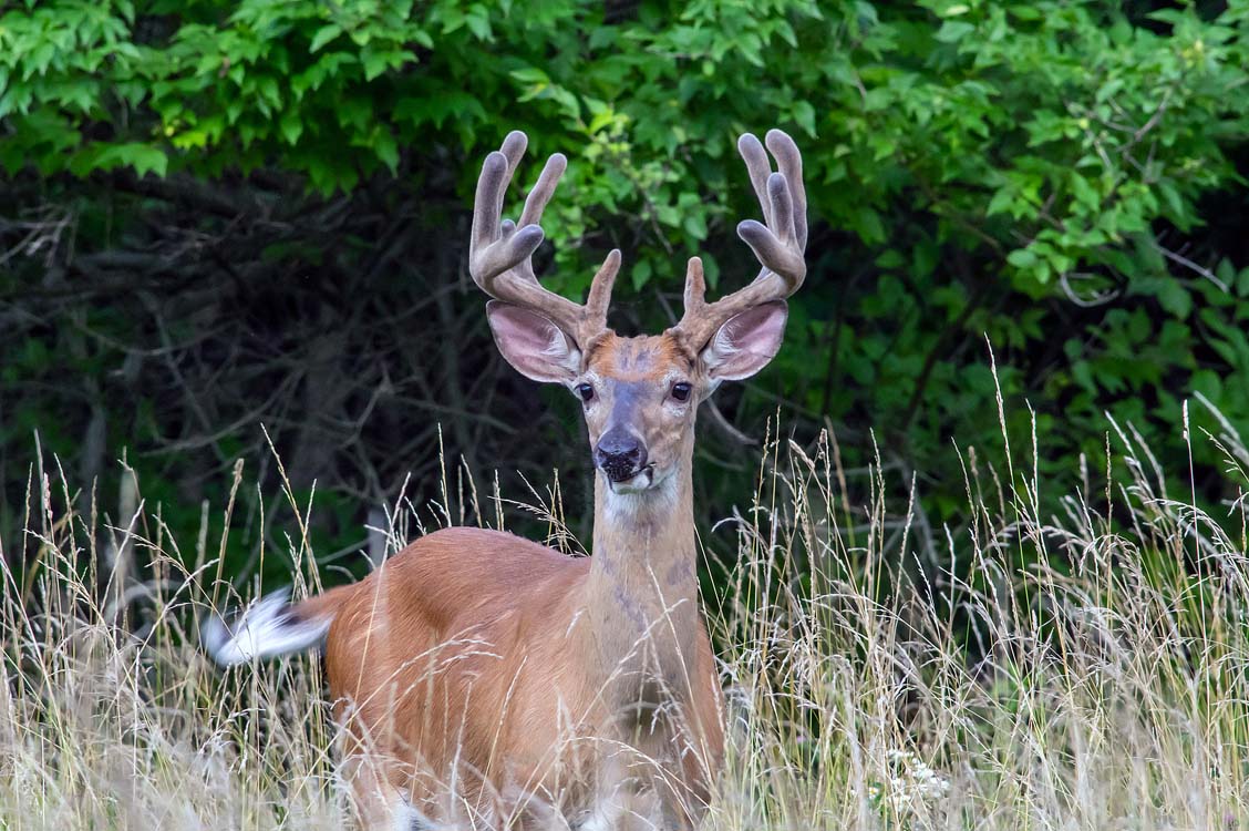 animals of new england Photos