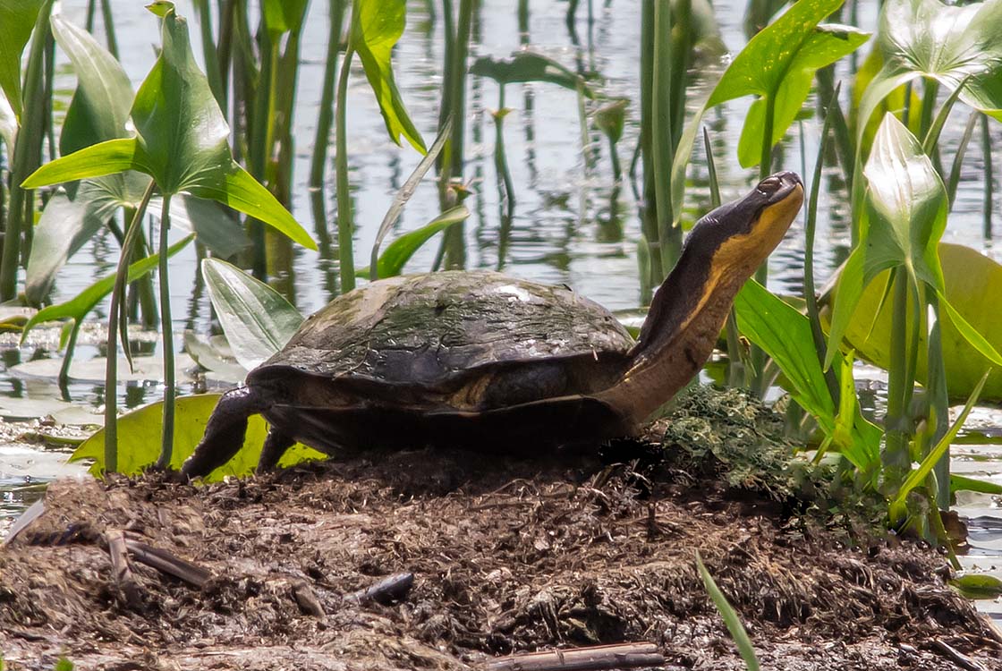 New England Reptiles and Amphibians