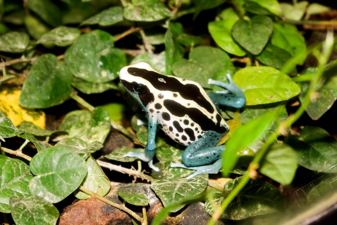 Non New England Animals