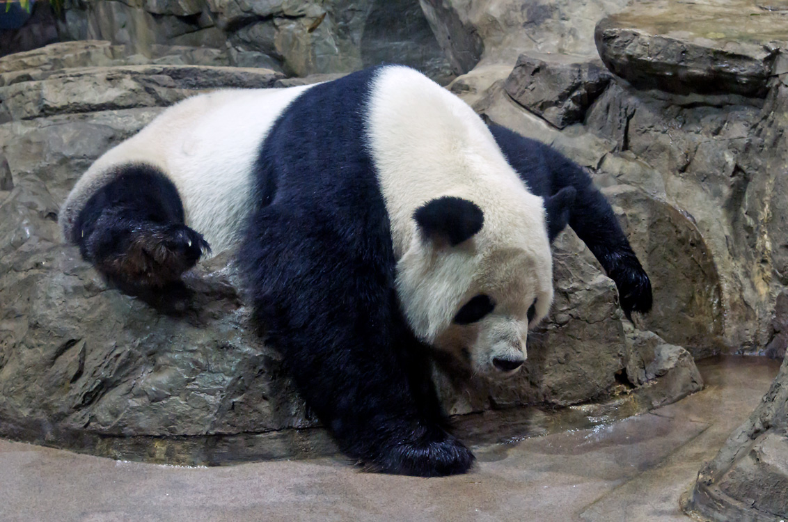 Non New England wildlife