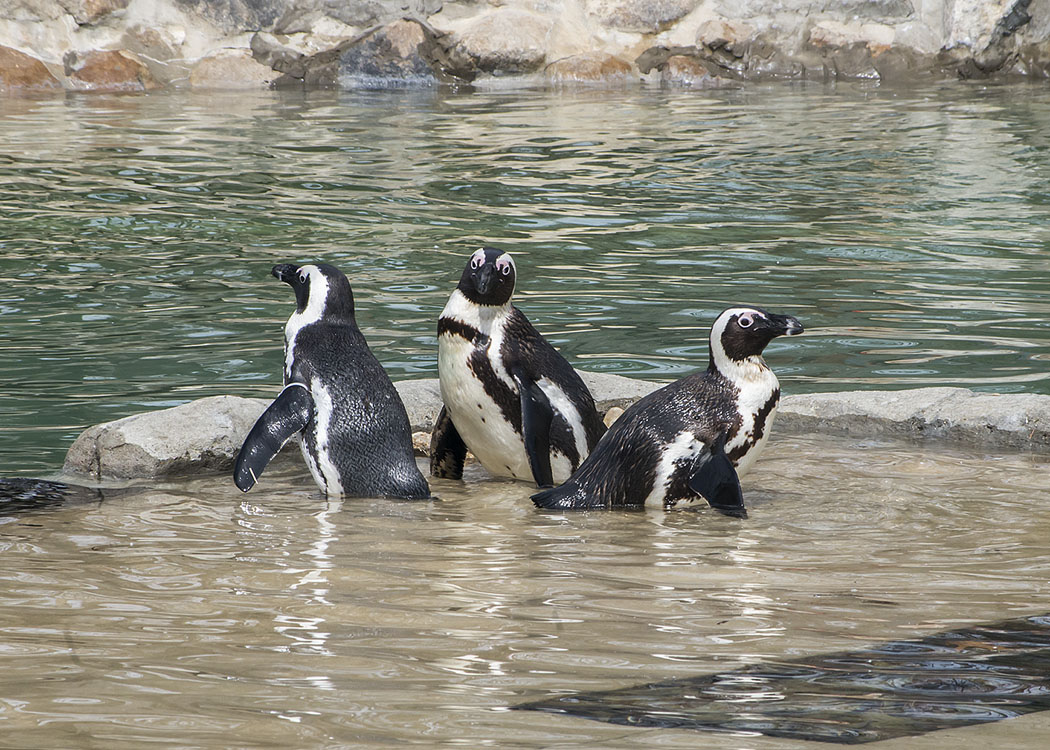 Non New England Animals