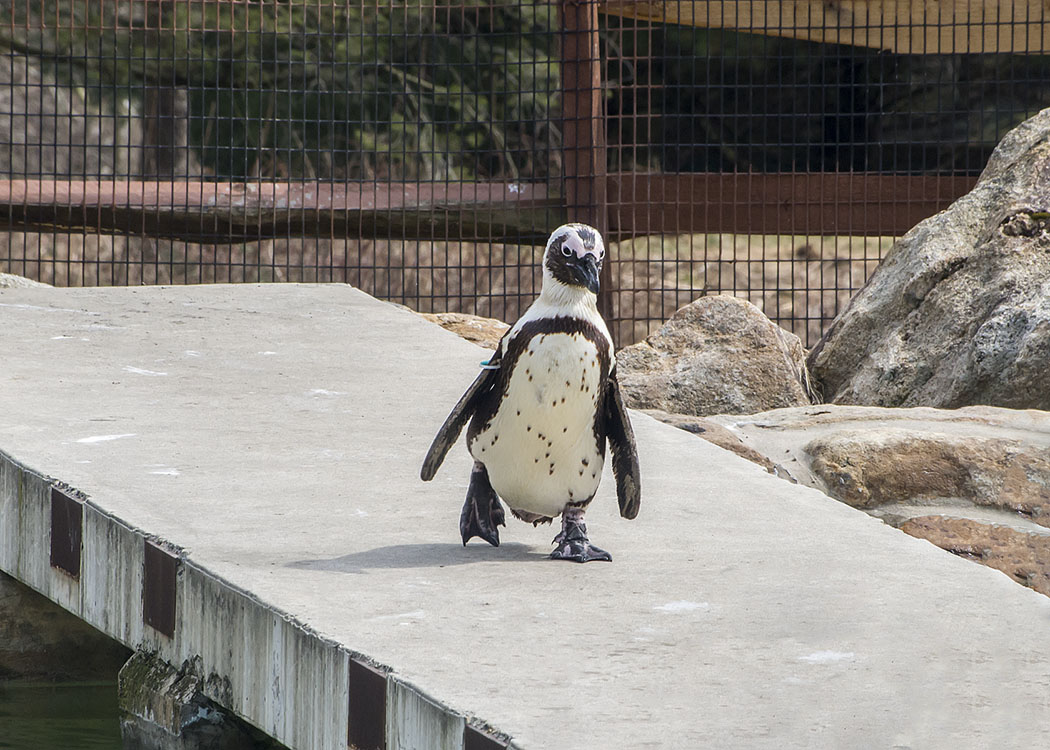 Non New England Animals