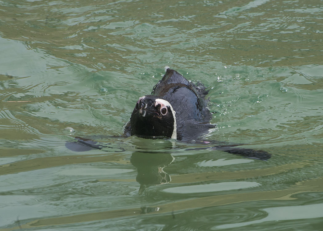 Non New England Animals