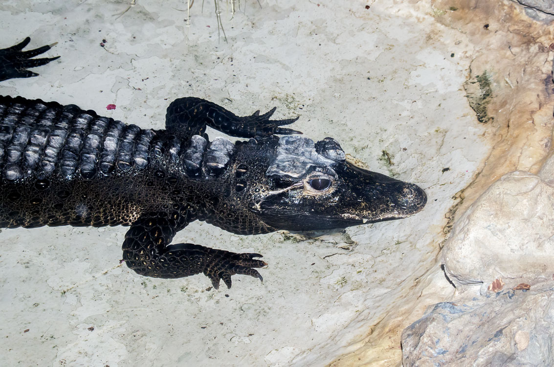 Non New England Animals