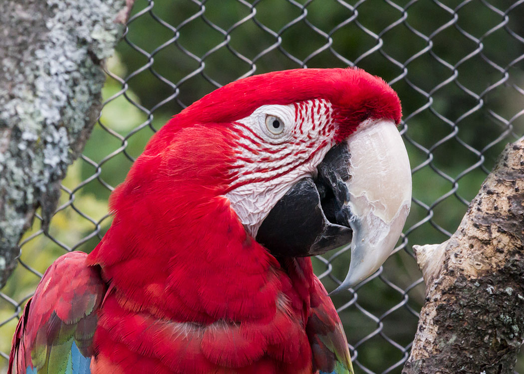 Non New England Animals