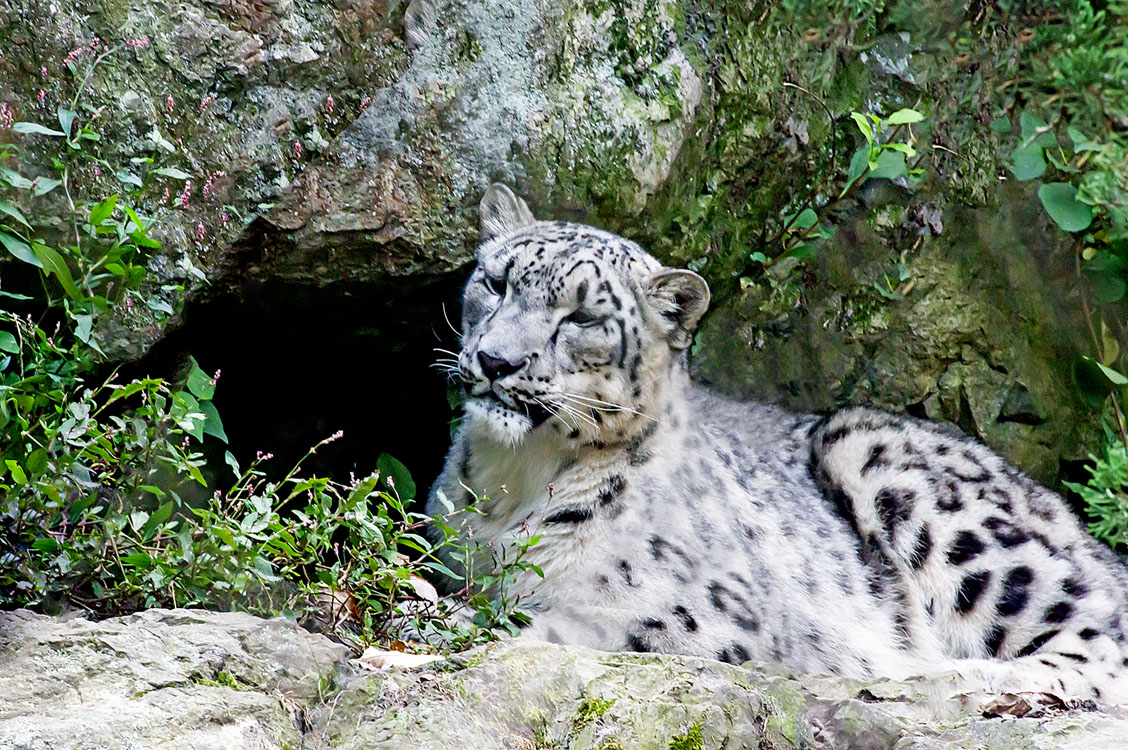 Non New England Animals