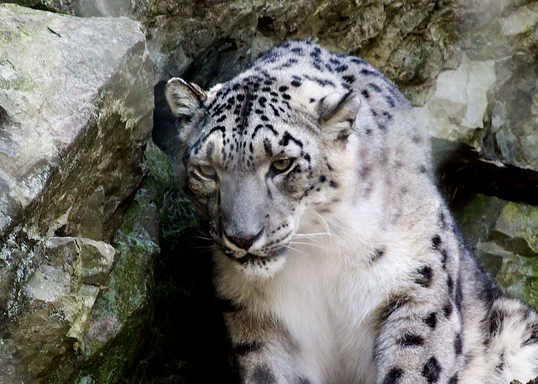 Non New England Animals