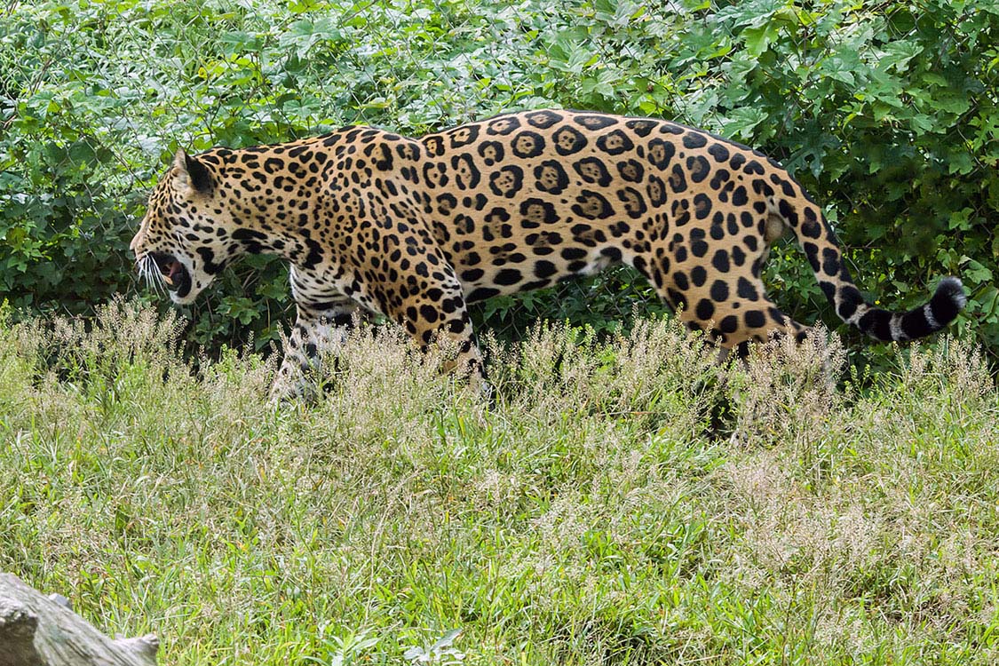 Non New England Animals