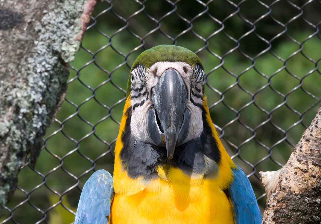 Non New England Animals