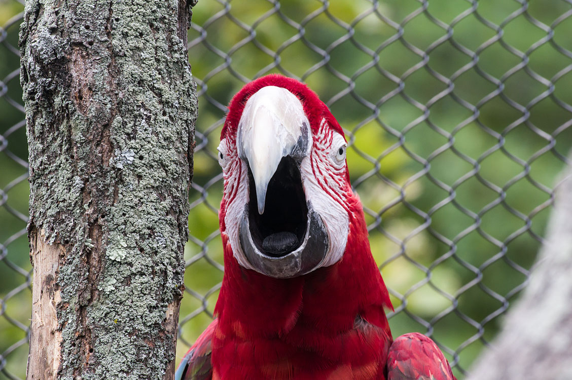 Non New England Animals