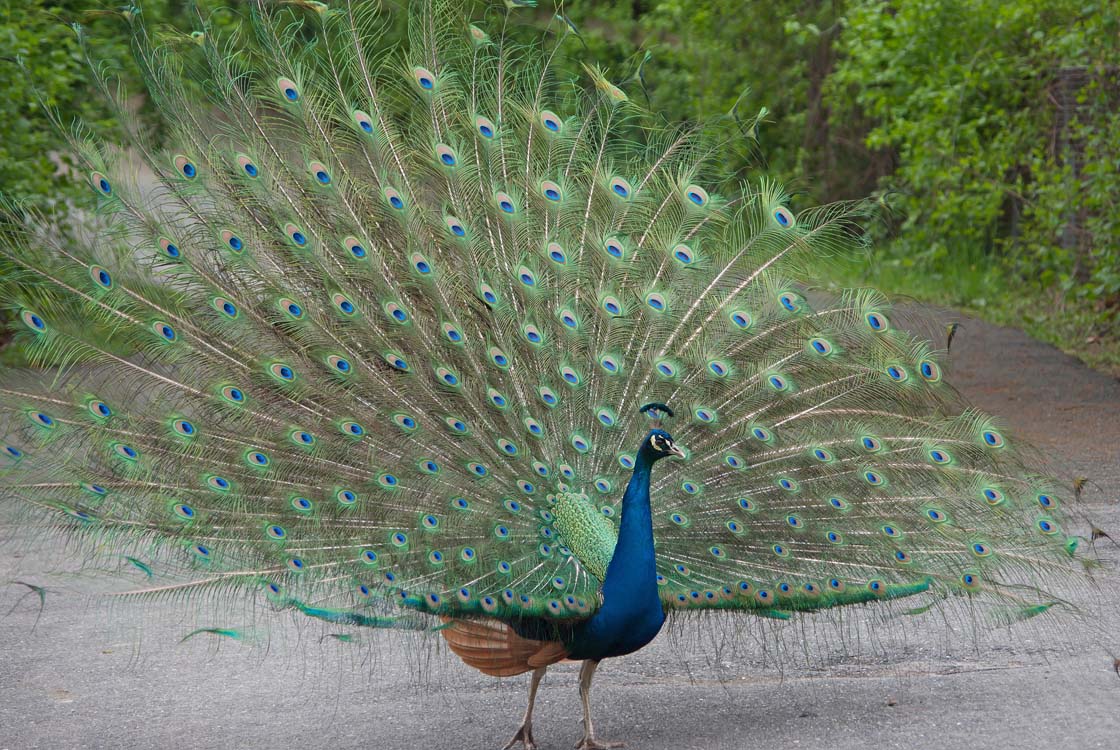 Non New England Animals