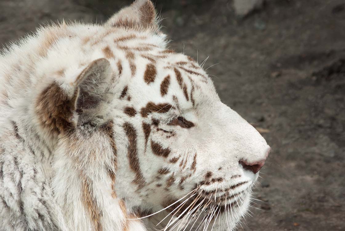 Non New England Animals