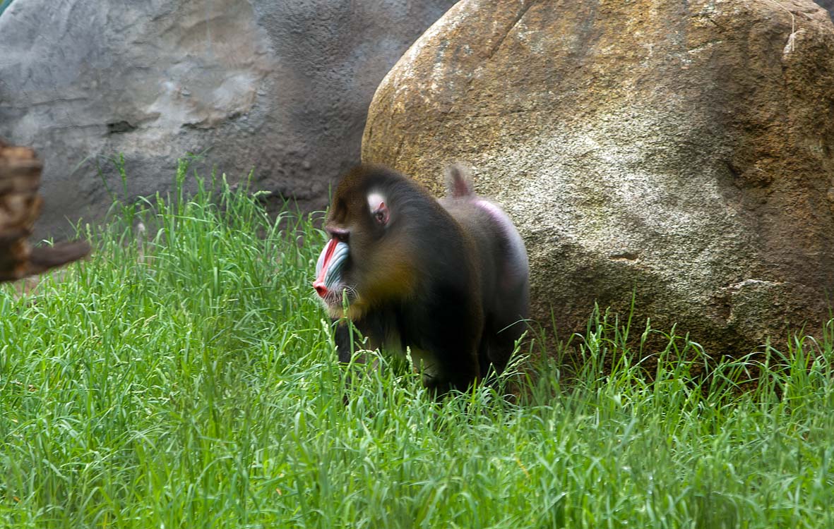 Non New England Animals