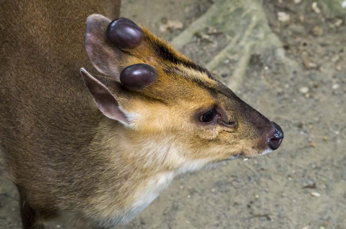 Non New England Animals