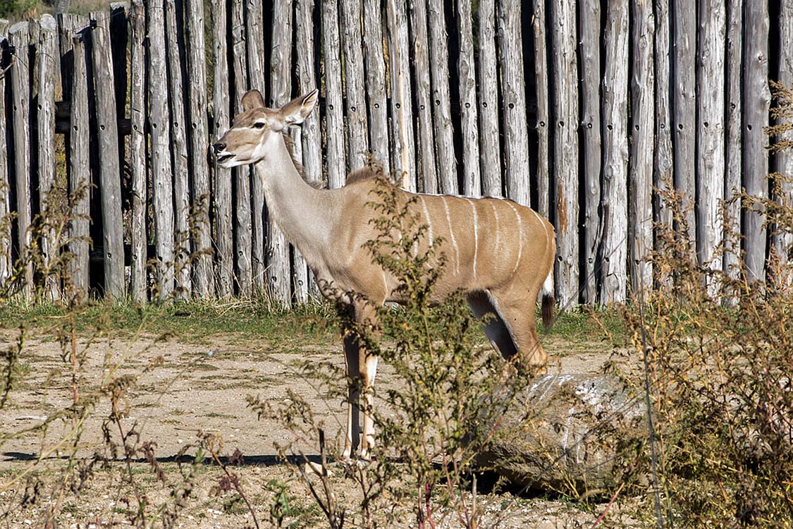 Non New England Animals