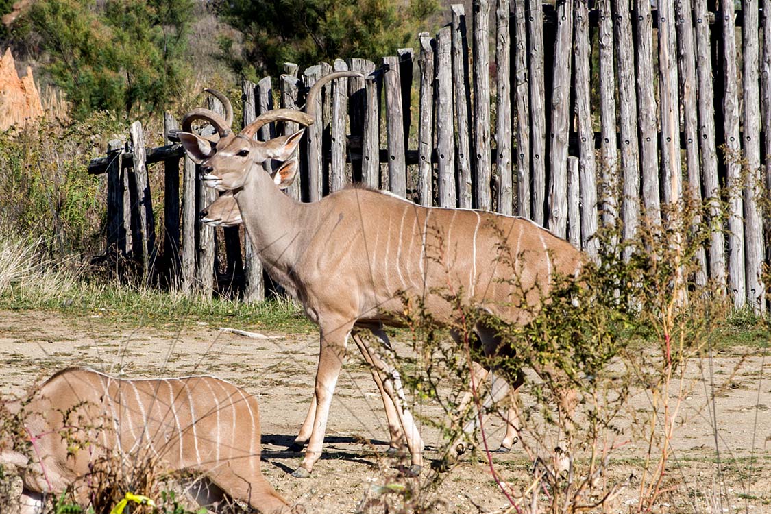 Non New England Animals