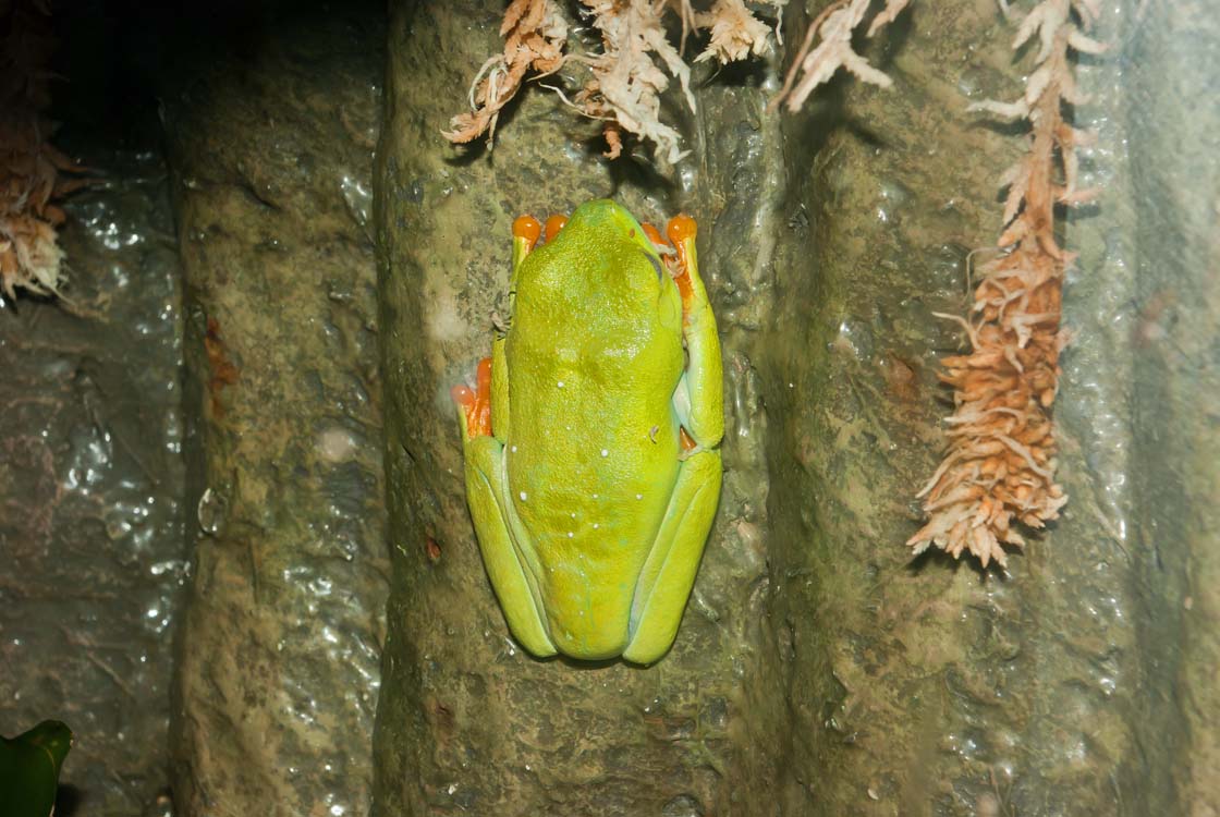 Non New England Animals