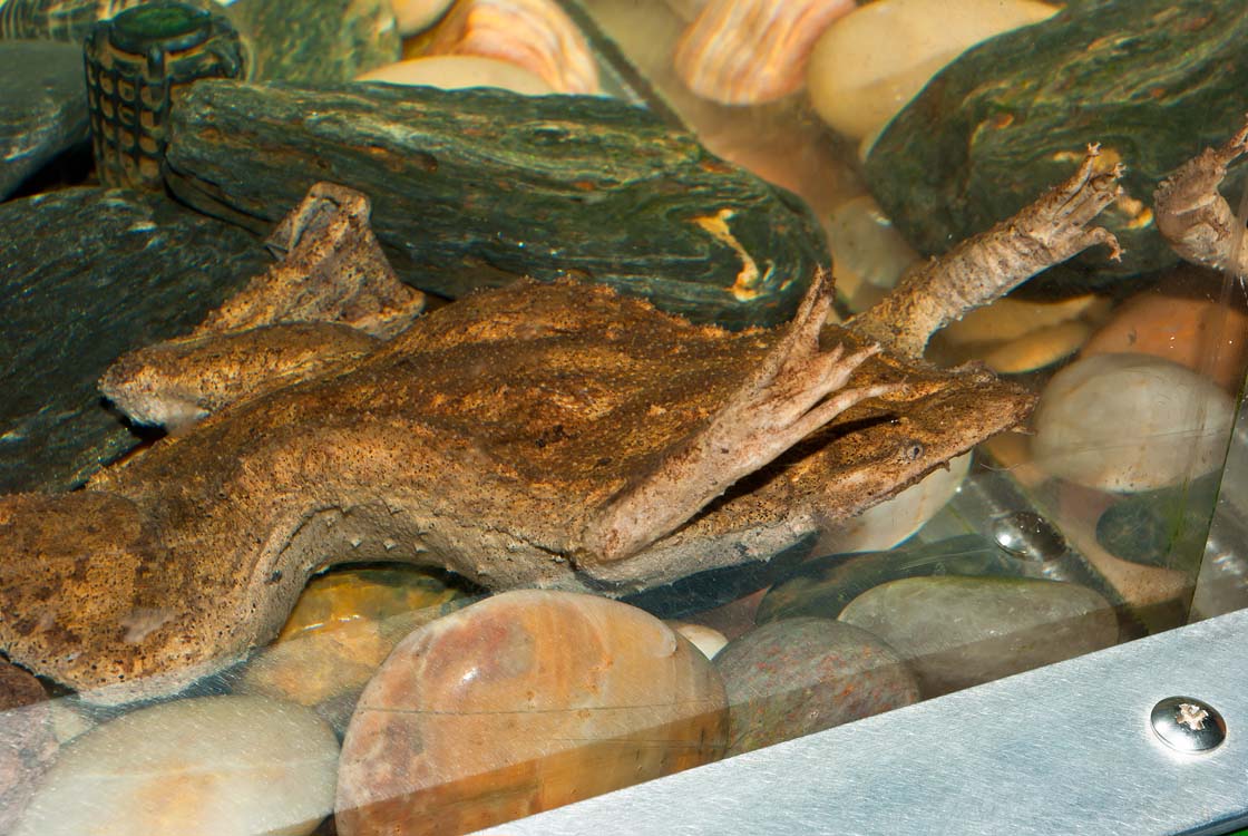 Non New England Animals